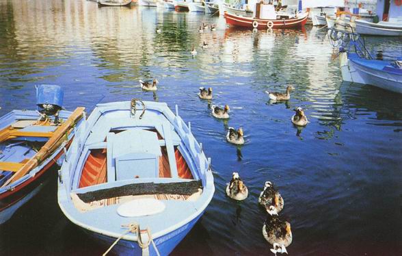 χήνες στο λιμάνι